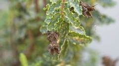 Hypericum balearicum