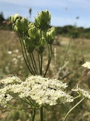 Heracleum sphondylium sphondylium
