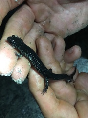 Plethodon chlorobryonis