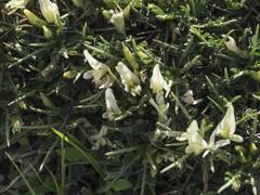 Astragalus balearicus