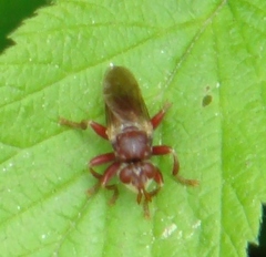 Myopa