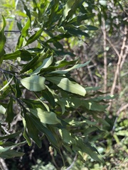 Euclea schimperi schimperi