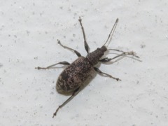 Phyllobius pilicornis