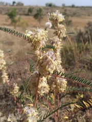 Astragalus alopecuroides