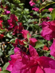 Trachyderes elegans