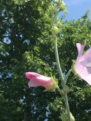 Malva unguiculata