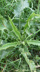 Rumex