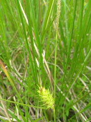 Carex bullata