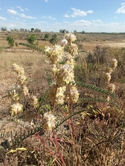 Astragalus alopecuroides