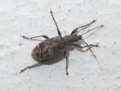 Phyllobius pilicornis