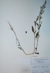 Atriplex dioica