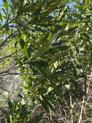 Euclea schimperi schimperi