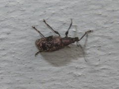 Phyllobius pilicornis