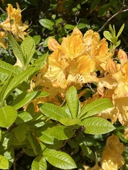Rhododendron luteum