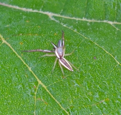 Hentzia grenada