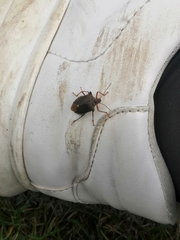Pentatoma rufipes