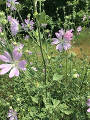 Malva unguiculata