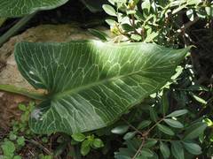 Arum pictum