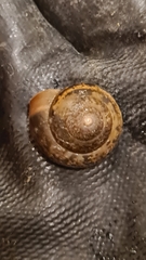 Euomphalia strigella