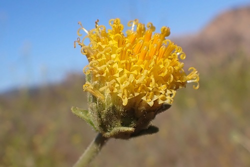 Image of Geraea viscida by (c) Madeleine Claire, some rights reserved (CC BY)