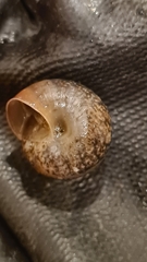 Euomphalia strigella