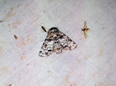 Aplotelia diplographa