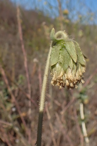 Image of Geraea viscida by (c) Madeleine Claire, some rights reserved (CC BY)