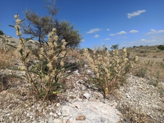 Astragalus alopecuroides