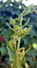 Epipactis bugacensis rhodanensis