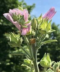 Malva unguiculata