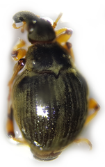 Eubrychius velutus