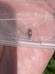 Dichrorampha alpinana