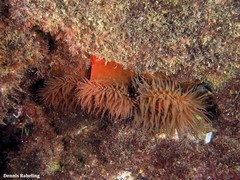 Actinia nigropunctata
