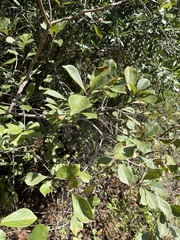 Terminalia phanerophlebia