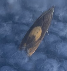 Dichrorampha alpinana