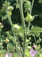 Malva unguiculata
