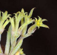 Chorizanthe watsonii