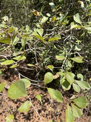 Terminalia phanerophlebia