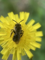 Andrena vicina