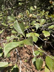 Terminalia phanerophlebia