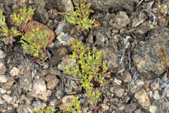 Chorizanthe watsonii