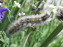 Diacrisia purpurata