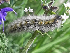 Diacrisia purpurata