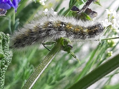 Diacrisia purpurata