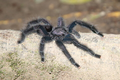 Avicularia purpurea