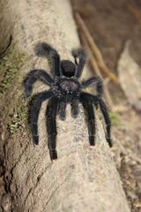 Avicularia purpurea