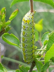 Diloba caeruleocephala