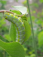 Diloba caeruleocephala