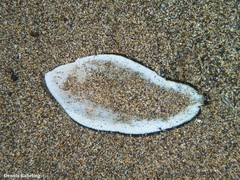 Synapturichthys kleinii