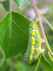 Diloba caeruleocephala